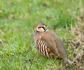 Red-legged Partridge