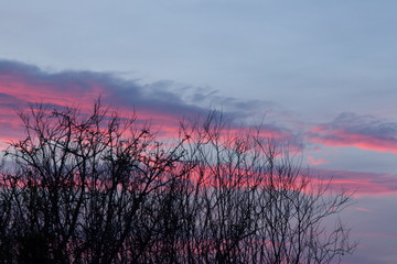 Sunset Sky and Trees