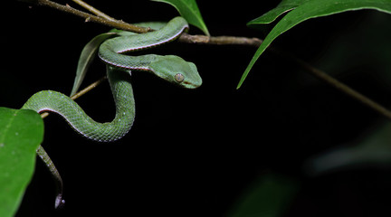 Beautiful green snake, Vogel's Green Pitviper, Trimeresurus [Viridovipera] vogeli