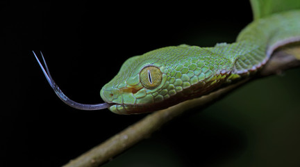 Beautiful green snake with the tongue, Vogel's Green Pitviper, Trimeresurus [Viridovipera] vogeli