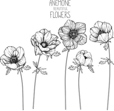 Anemone flowers drawing illustration vector and clip-art.