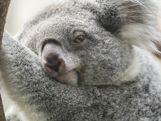 Fototapeta premium Closeup of a Koala