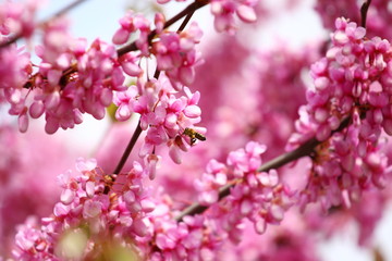 Pink blossom tree in spring