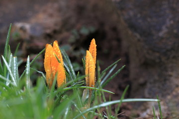 Raindrops on crocuses close-up.