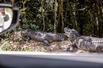 American Alligator Resting Near Road. Two alligators lying on the road in Everglades National Park, Florida