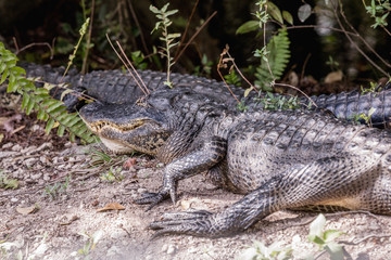 American Alligator Resting Near Road. Two alligators lying on the road in Everglades National Park, Florida