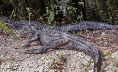 American Alligator Resting Near Road. Two alligators lying on the road in Everglades National Park, Florida