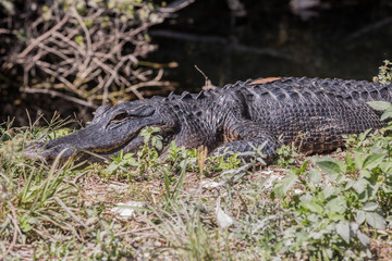 Alligator in the Florida Everglades National Park