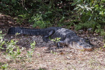 Naklejka na ściany i meble Alligator in the Florida Everglades National Park
