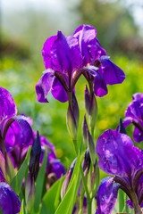 the iris flower