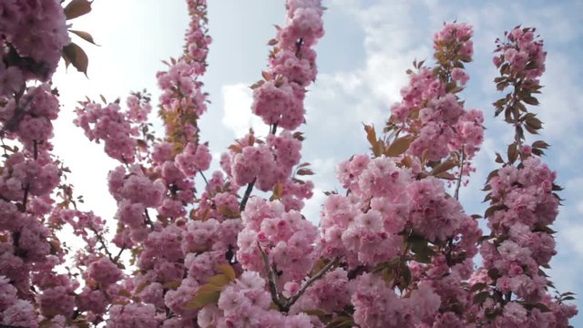 Spring footage with blossoming Japanese oriental cherry, sakura blossom, pink buds soft focus