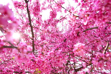 Spring blossom tree, pink flowers 