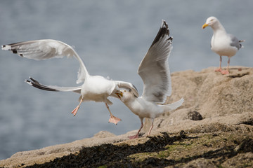 Herring Gull, Sea  Gull, Gulls