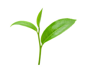 Fototapeta na wymiar green tea leaf isolated on white