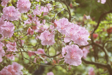 rhododendron pink flowers bush