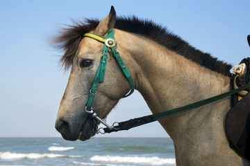 medium shot horse's head on the blue sea view