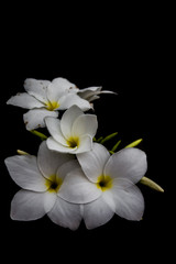 White flowers, black background