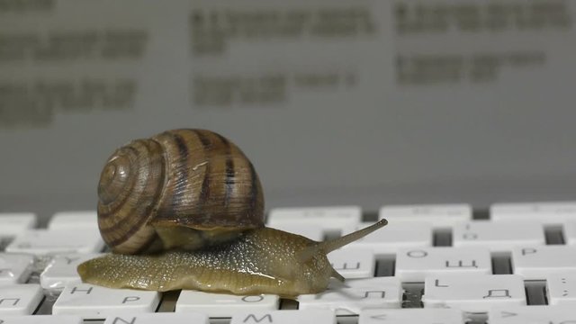 Snail slowly crawling on the computer keyboard. Low speed Internet