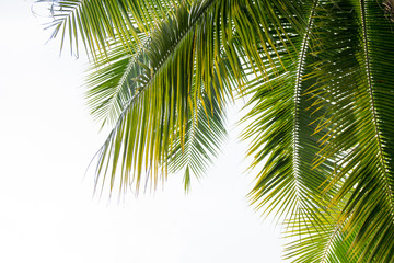 Fototapeta na wymiar coconut leaves on white background