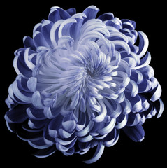 Blue flower chrysanthemum.  Motley garden flower.  black  isolated background with clipping path no shadows.  Closeup.   Nature.