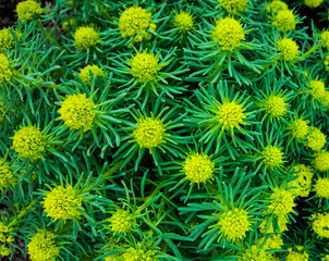 Bright yellow and green flowers. An abstract pattern.