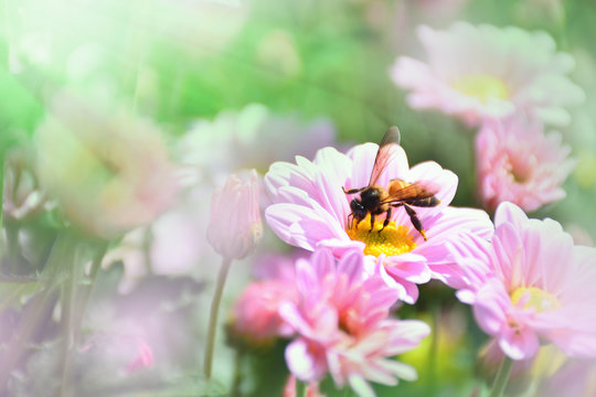 bee on pink flower close up on green blurred background