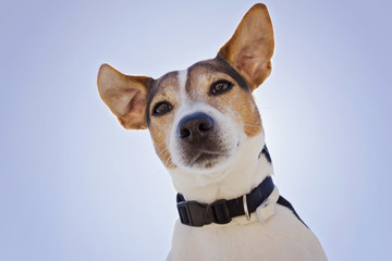 Low angle view of dog Jack Russell Terrier on the blue sly background close up dog looking at camera