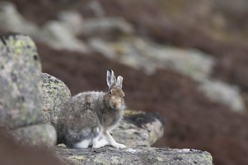 mountain hare