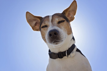 Low angle view of sleepy Jack russell terrier dog on the blue sky background close up looking at camera back light