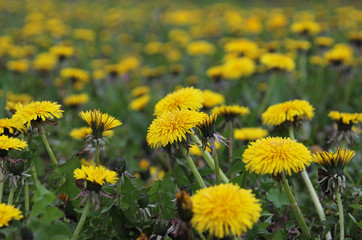 Yellow dandelions. Meadow flowers