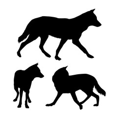 Set of three black vector silhouettes of wild wolf isolated on white background
