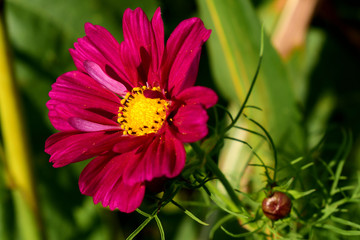 Blume mit kleiner Schnecke