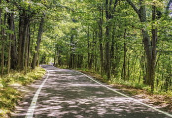 Road through the woods