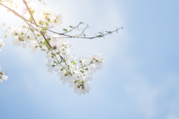 Blossom tree spring flowers with blue sky background