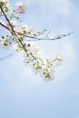 Blossom tree spring flowers with blue sky background