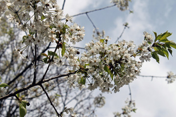 Kirschblüten