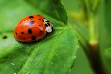 Ladybug