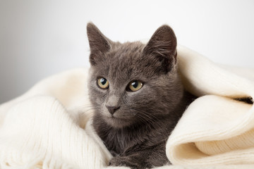 gray kitten wrapped in a blanket, smoky cat in blanket on a gray background.