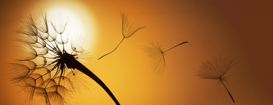 Fototapeta flying dandelion seeds on a sunset background