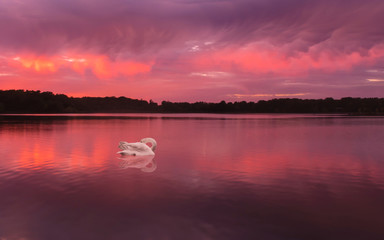 Fototapeta na wymiar Swans are swimming in a lake under sunset