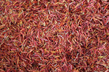 Fototapeta premium dried safflower