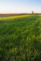 Green grass in spring field with clear blue sky