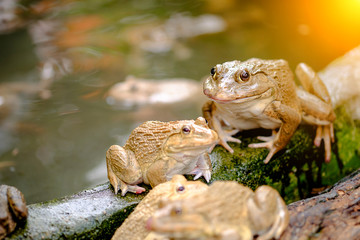 Thai frog in pond.