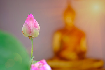 Pink lotus with blurred buddha gold backgroud