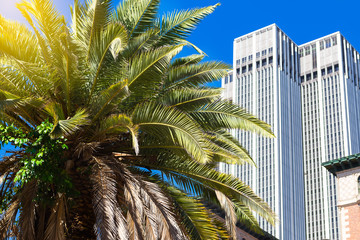 One large palm tree against a blue sky and a multi-storey building