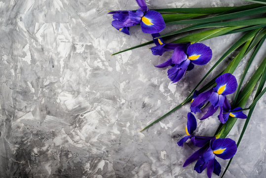 Bouquet of violet Irises on gray background with  copy space. Top view