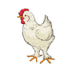 Farm chicken hand draw editable vector illustration design