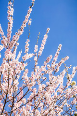 Blooming tree with pink flowers in garden and blue sky. Floral background.