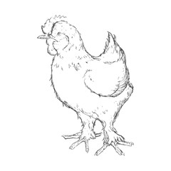 Farm chicken hand draw icon vector illustration graphic design