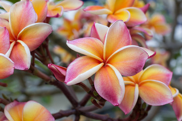 Gradient color of frangipani flower in the garden